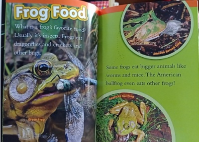 Attracting Frogs to Your House: A Comprehensive Guide