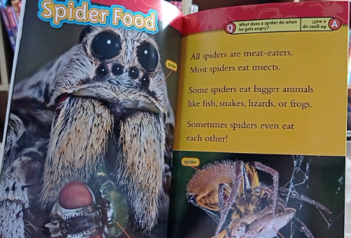 Discover the Fascinating World of Cool Spiders for Pets: A Unique Pet Experience